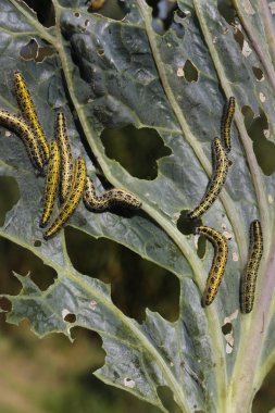 caterpillas haşere ile kaplı lahana yaprağı