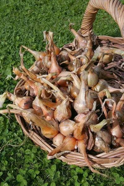 新鲜熟青豆在夏天生长 — 图库照片