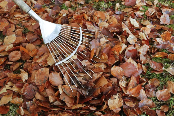 Haufen Herbstlaub und Harke auf Rasen — Stockfoto