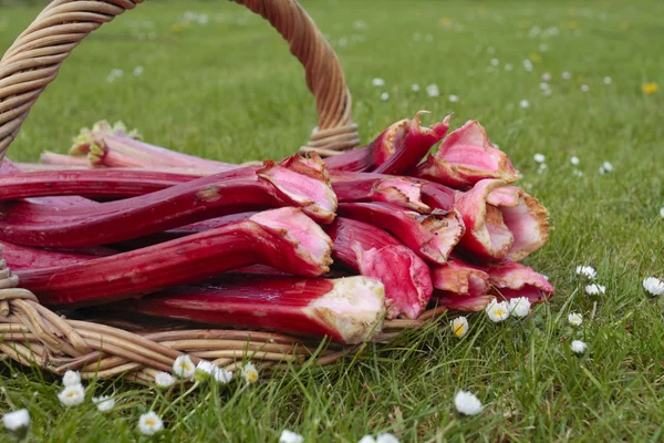Freshly picked rhubarb on basket — Zdjęcie stockowe