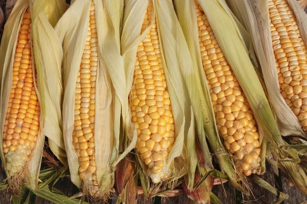 stock image Fresh ripe corn on basket