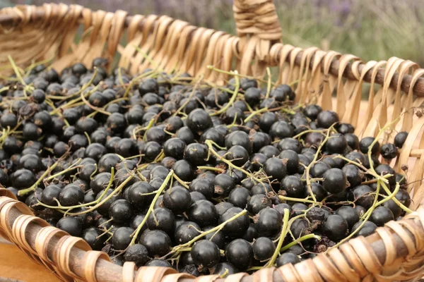Gäng av mogna svarta vinbär bär på korg — Stockfoto