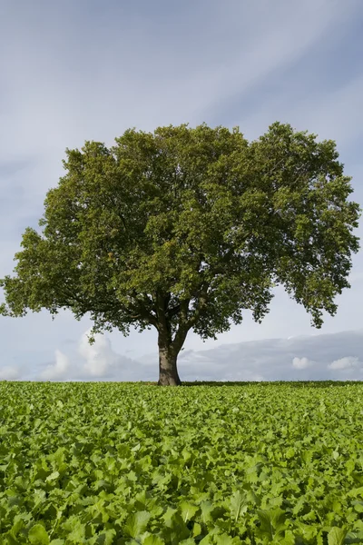 绿色作物领域里唯一的树 — 图库照片