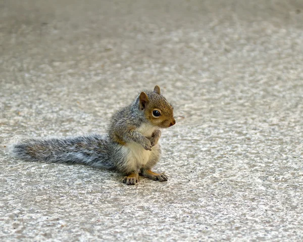 Baby grijze eekhoorn — Stockfoto