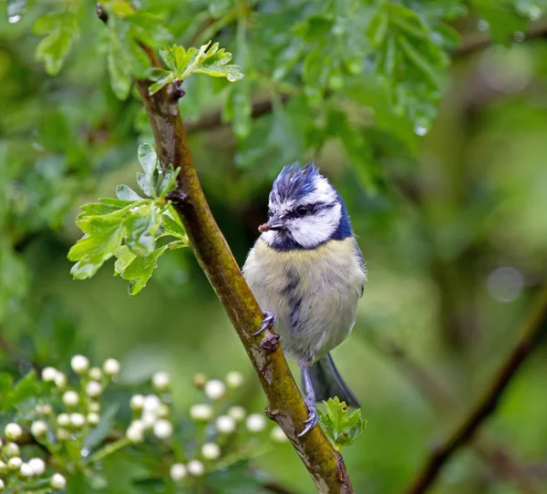 Blue Tit in Hawthorn — Stock Photo, Image