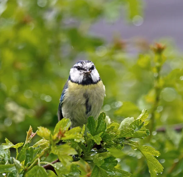 Blue Tit with Food in Rain — Stock Photo, Image