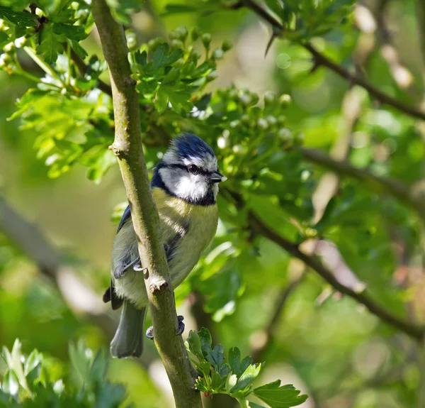 Blue Tit with Food — Stock Photo, Image