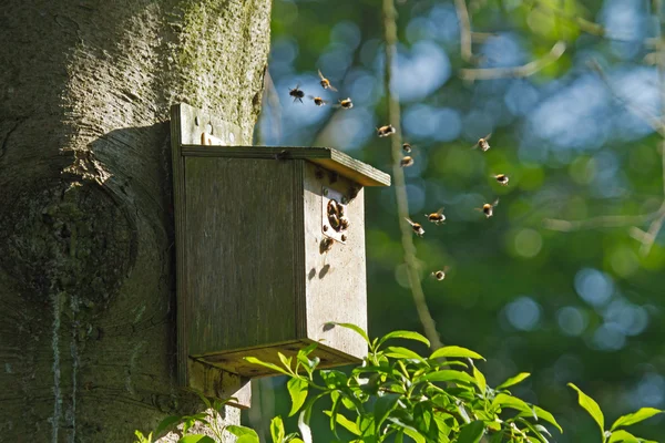 Bumblebees em Bird Nest Box — Fotografia de Stock