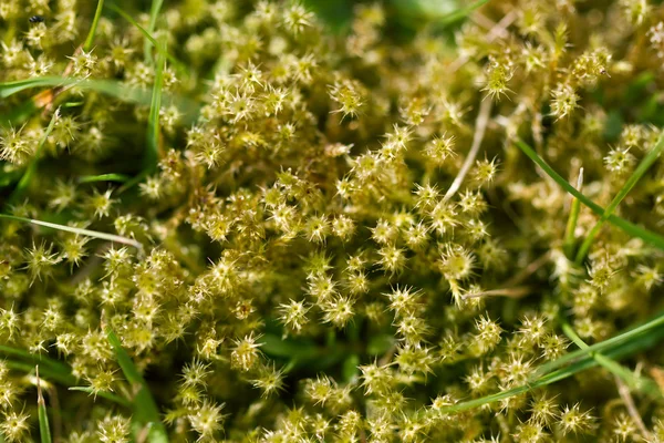 Moss gräsmatta — Stockfoto