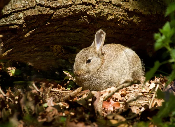 Ung kanin i skogsmark — Stockfoto