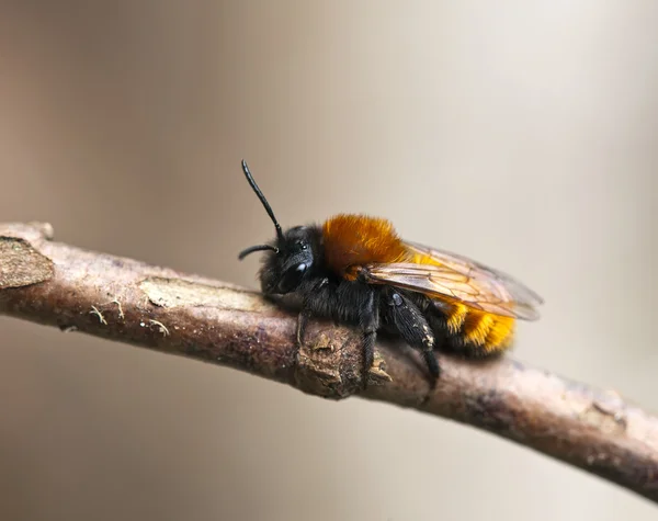 Tawny důlní včela — Stock fotografie