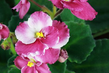 African Violet