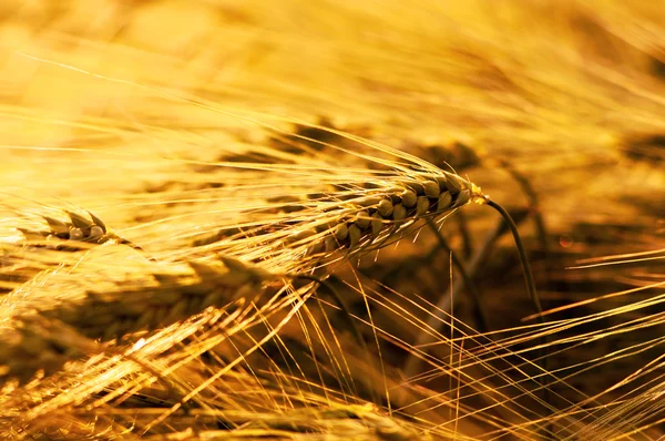 Campo de trigo maduro bajo la luz dorada del sol en el soleado día de primavera —  Fotos de Stock