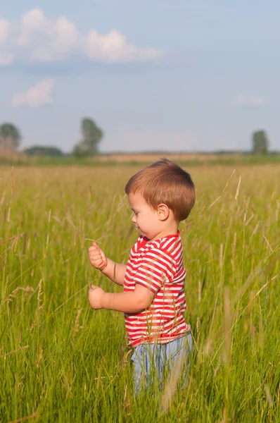 Netter kleiner Junge spielt an einem sonnigen Sommertag auf der Wiese — Stockfoto