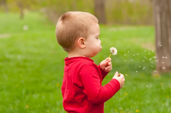 Şişirme Dandelion üzerinde şirin küçük çocuk — Stok fotoğraf