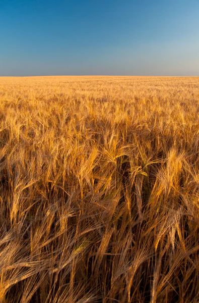 Prachtige gebied van graan in gouden kleuren dat strekt zich aan horizon op zonnige zomerdag — Stockfoto