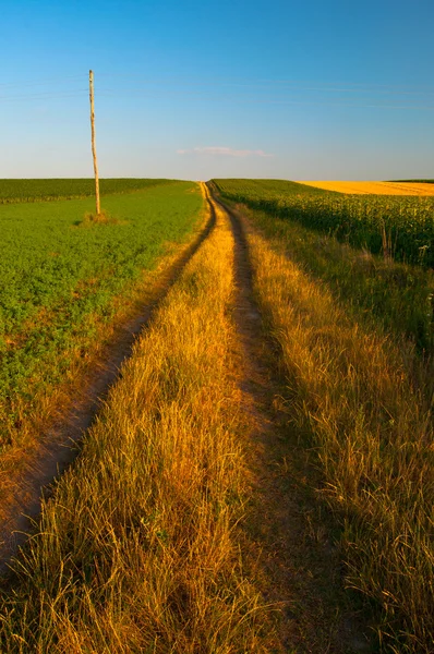 乡村道路上阳光灿烂的夏天一天通过农业领域运行 — 图库照片