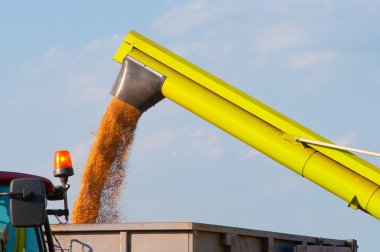 Combine harvester unloads wheat grain into the tractor trailer clipart