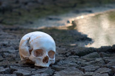 Human skull on the soil of dried out lake during summer drought clipart