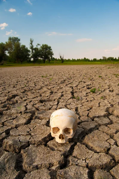 夏の干ばつの間に乾燥した湖の土の上の人間の頭蓋骨 — ストック写真