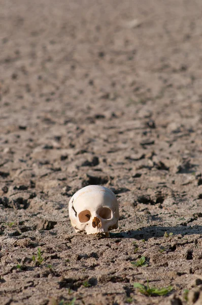 गर्मियों के सूखे के दौरान सूखे झील की मिट्टी पर मानव खोपड़ी — स्टॉक फ़ोटो, इमेज