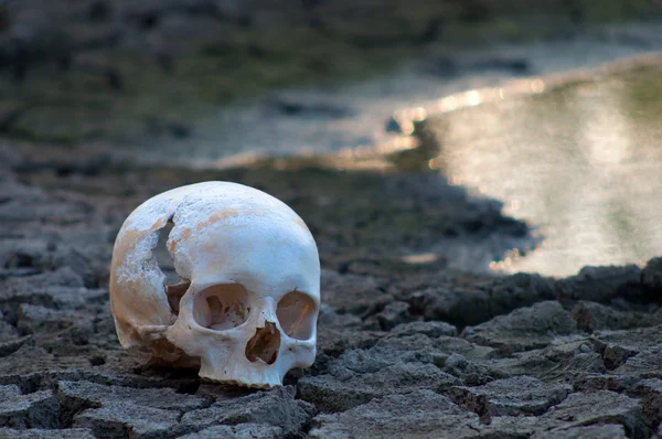 Calavera humana en el suelo del lago seco durante la sequía de verano — Foto de Stock