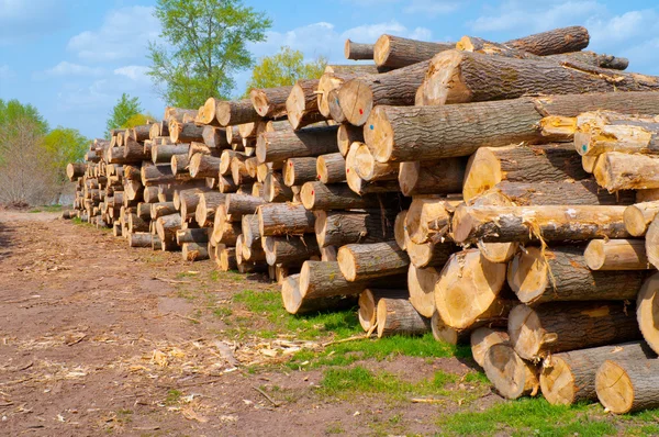 stock image Huge pile of timber ready for processing