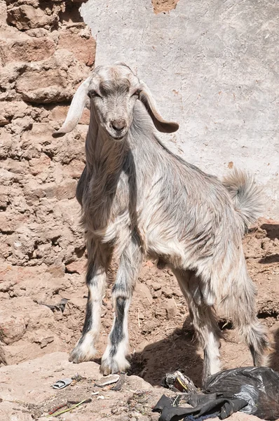 Cute little goat — Stock Photo, Image
