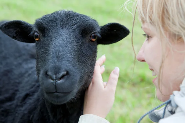 Fare amicizia con una pecora — Foto Stock
