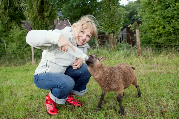 Femme nourrissant les jeunes moutons — Photo