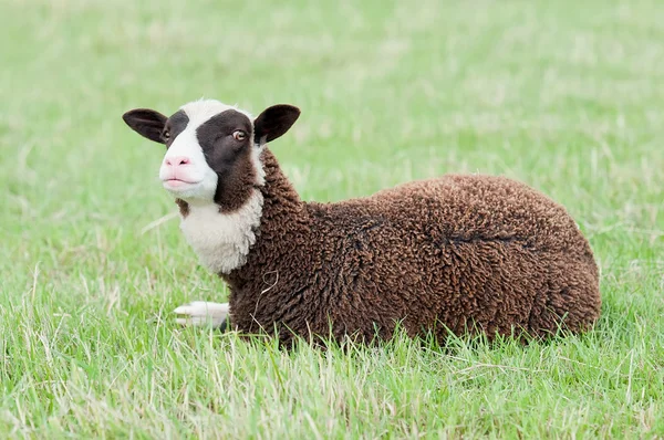 Güzel koyun — Stok fotoğraf