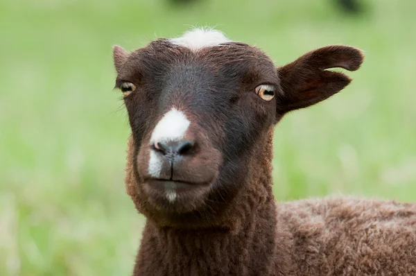Маленькая овца — стоковое фото