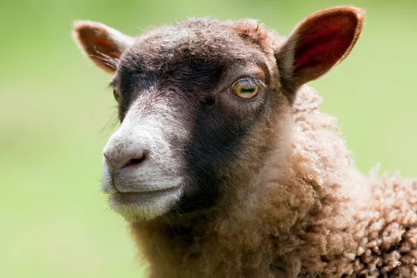 Baby schapen — Stockfoto