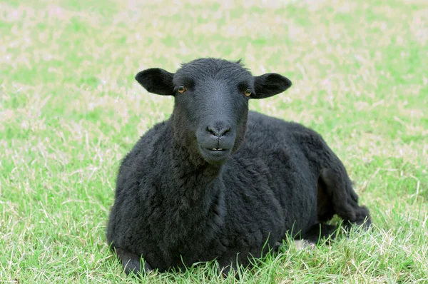 美しい黒い羊 — ストック写真