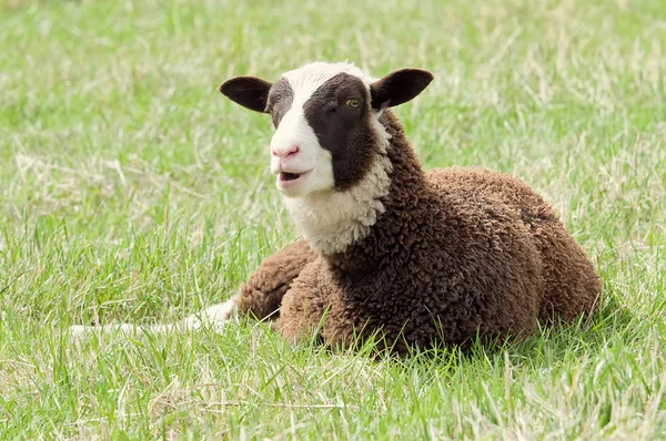Beautiful sheep — Stock Photo, Image