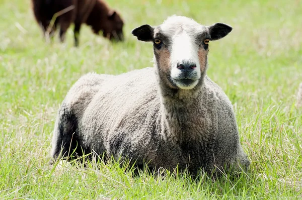 Rust schapen — Stockfoto