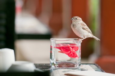 House Sparrow (Passer domesticus) clipart