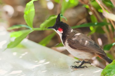 beautiul kırmızı bıyıklı bulbul