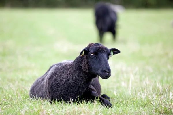 Черная овца — стоковое фото