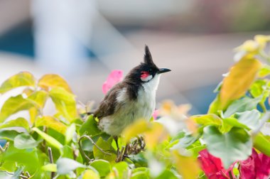 Red-whiskered Bulbul clipart