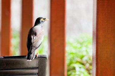 ortak myna