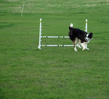 köpek çeviklik eğitim de atlama