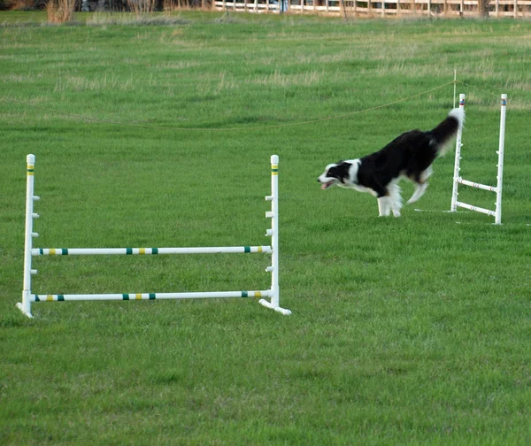 चपळपणा प्रशिक्षणात कुत्रा उडी मारणे — स्टॉक फोटो, इमेज