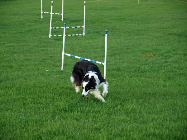 Hund som hoppar på en behändigheten bildning — Stockfoto