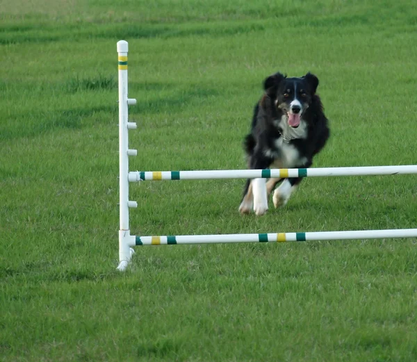 Dog Jumping at an Agility Training — Stock Photo, Image