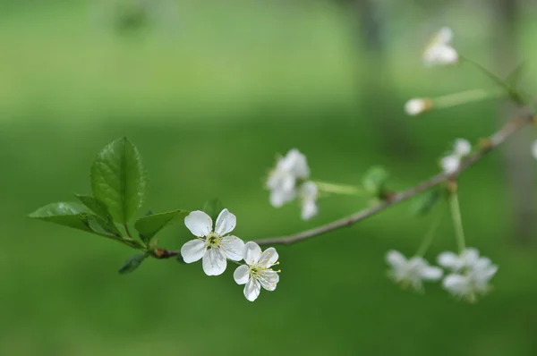 春の開花 ロイヤリティフリーのストック写真