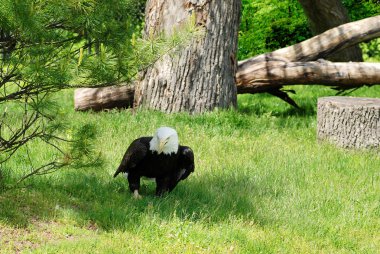 American bald eagle on the ground clipart