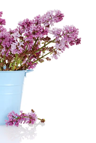 Flores de lilás em balde azul — Fotografia de Stock