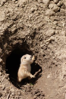 Baby prairie dog clipart