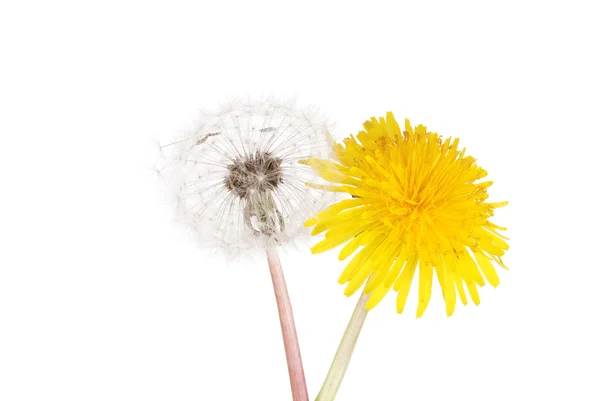 Karahindiba çiçek ve tohum — Stok fotoğraf